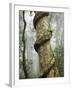 Strangler Fig Tree, Lamington National Park, Gold Coast, Queensland, Australia-David Wall-Framed Photographic Print