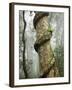 Strangler Fig Tree, Lamington National Park, Gold Coast, Queensland, Australia-David Wall-Framed Photographic Print