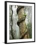 Strangler Fig Tree, Lamington National Park, Gold Coast, Queensland, Australia-David Wall-Framed Photographic Print