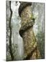 Strangler Fig Tree, Lamington National Park, Gold Coast, Queensland, Australia-David Wall-Mounted Photographic Print