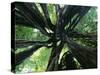 Strangler Fig View Looking Up into Tree Showing-null-Stretched Canvas
