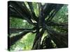 Strangler Fig View Looking Up into Tree Showing-null-Stretched Canvas