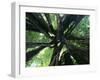 Strangler Fig View Looking Up into Tree Showing-null-Framed Photographic Print