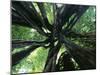 Strangler Fig View Looking Up into Tree Showing-null-Mounted Photographic Print