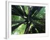 Strangler Fig View Looking Up into Tree Showing-null-Framed Photographic Print