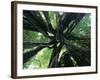 Strangler Fig View Looking Up into Tree Showing-null-Framed Photographic Print