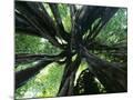 Wood Mount
