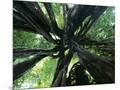 Wood Mount