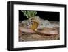 Strap-snouted brownsnake in defensive posture, Australia-Robert Valentic-Framed Photographic Print