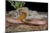 Strap-snouted brownsnake in defensive posture, Australia-Robert Valentic-Mounted Photographic Print
