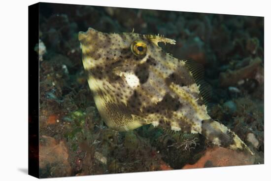 Strap-Weed Filefish Tulamben, Bali, Indonesia-null-Stretched Canvas