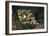 Strap-Weed Filefish Tulamben, Bali, Indonesia-null-Framed Photographic Print