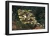 Strap-Weed Filefish Tulamben, Bali, Indonesia-null-Framed Photographic Print