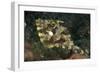 Strap-Weed Filefish Tulamben, Bali, Indonesia-null-Framed Photographic Print