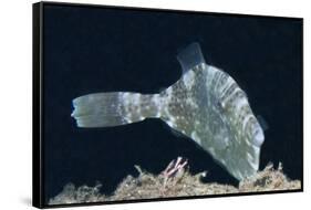 Strapweed Filefish-Hal Beral-Framed Stretched Canvas