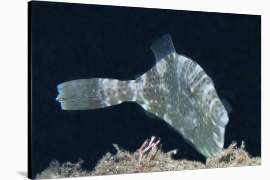 Strapweed Filefish-Hal Beral-Stretched Canvas