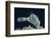 Strapweed Filefish-Hal Beral-Framed Photographic Print