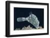 Strapweed Filefish-Hal Beral-Framed Photographic Print