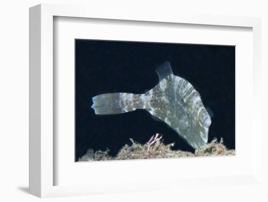 Strapweed Filefish-Hal Beral-Framed Photographic Print