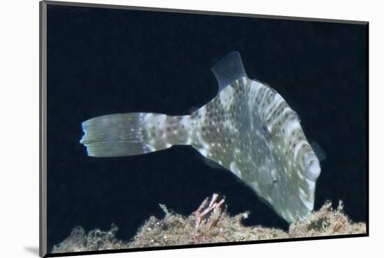 Strapweed Filefish-Hal Beral-Mounted Photographic Print