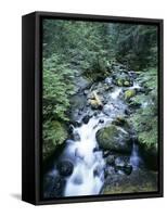 Strathcona Park, Vancouver Island, a Creek Flowing in the Rainforest-Christopher Talbot Frank-Framed Stretched Canvas