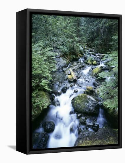 Strathcona Park, Vancouver Island, a Creek Flowing in the Rainforest-Christopher Talbot Frank-Framed Stretched Canvas