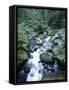 Strathcona Park, Vancouver Island, a Creek Flowing in the Rainforest-Christopher Talbot Frank-Framed Stretched Canvas