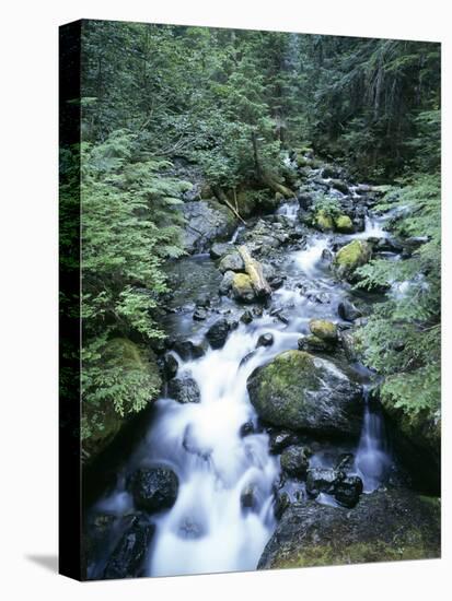 Strathcona Park, Vancouver Island, a Creek Flowing in the Rainforest-Christopher Talbot Frank-Stretched Canvas