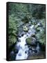 Strathcona Park, Vancouver Island, a Creek Flowing in the Rainforest-Christopher Talbot Frank-Framed Stretched Canvas