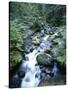 Strathcona Park, Vancouver Island, a Creek Flowing in the Rainforest-Christopher Talbot Frank-Stretched Canvas