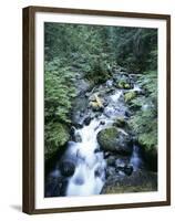 Strathcona Park, Vancouver Island, a Creek Flowing in the Rainforest-Christopher Talbot Frank-Framed Premium Photographic Print