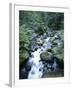 Strathcona Park, Vancouver Island, a Creek Flowing in the Rainforest-Christopher Talbot Frank-Framed Premium Photographic Print