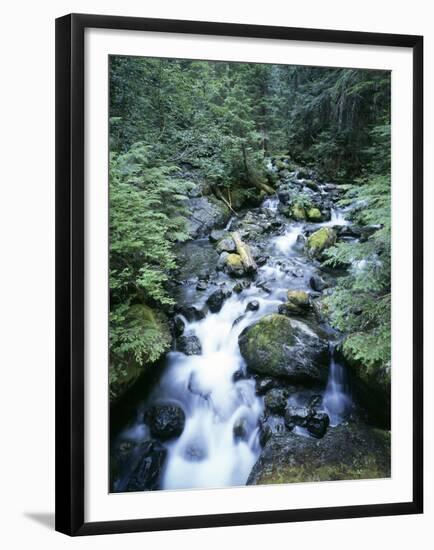 Strathcona Park, Vancouver Island, a Creek Flowing in the Rainforest-Christopher Talbot Frank-Framed Premium Photographic Print