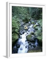 Strathcona Park, Vancouver Island, a Creek Flowing in the Rainforest-Christopher Talbot Frank-Framed Premium Photographic Print