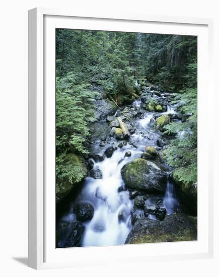 Strathcona Park, Vancouver Island, a Creek Flowing in the Rainforest-Christopher Talbot Frank-Framed Premium Photographic Print