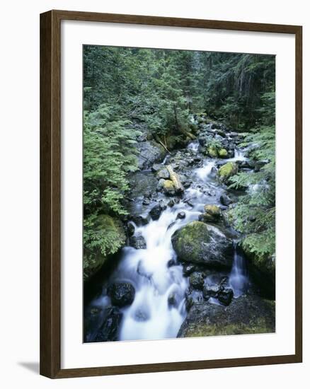 Strathcona Park, Vancouver Island, a Creek Flowing in the Rainforest-Christopher Talbot Frank-Framed Premium Photographic Print