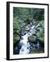 Strathcona Park, Vancouver Island, a Creek Flowing in the Rainforest-Christopher Talbot Frank-Framed Premium Photographic Print