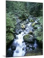 Strathcona Park, Vancouver Island, a Creek Flowing in the Rainforest-Christopher Talbot Frank-Mounted Premium Photographic Print