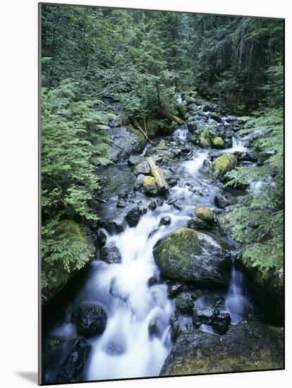 Strathcona Park, Vancouver Island, a Creek Flowing in the Rainforest-Christopher Talbot Frank-Mounted Premium Photographic Print