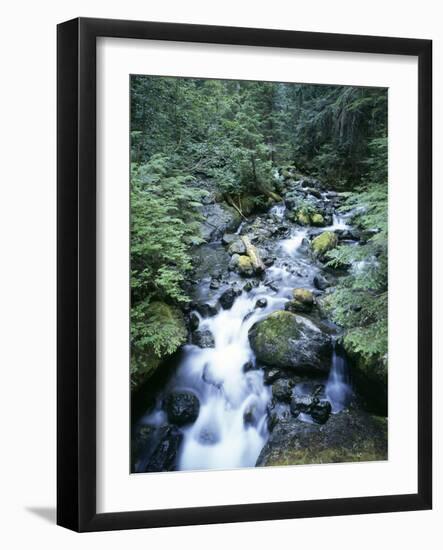 Strathcona Park, Vancouver Island, a Creek Flowing in the Rainforest-Christopher Talbot Frank-Framed Photographic Print