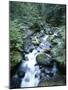 Strathcona Park, Vancouver Island, a Creek Flowing in the Rainforest-Christopher Talbot Frank-Mounted Photographic Print