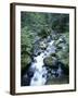 Strathcona Park, Vancouver Island, a Creek Flowing in the Rainforest-Christopher Talbot Frank-Framed Photographic Print