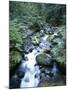 Strathcona Park, Vancouver Island, a Creek Flowing in the Rainforest-Christopher Talbot Frank-Mounted Photographic Print