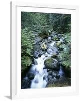 Strathcona Park, Vancouver Island, a Creek Flowing in the Rainforest-Christopher Talbot Frank-Framed Photographic Print