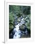 Strathcona Park, Vancouver Island, a Creek Flowing in the Rainforest-Christopher Talbot Frank-Framed Photographic Print