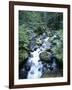 Strathcona Park, Vancouver Island, a Creek Flowing in the Rainforest-Christopher Talbot Frank-Framed Photographic Print