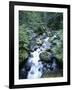 Strathcona Park, Vancouver Island, a Creek Flowing in the Rainforest-Christopher Talbot Frank-Framed Photographic Print