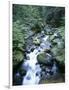 Strathcona Park, Vancouver Island, a Creek Flowing in the Rainforest-Christopher Talbot Frank-Framed Photographic Print