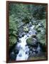 Strathcona Park, Vancouver Island, a Creek Flowing in the Rainforest-Christopher Talbot Frank-Framed Photographic Print