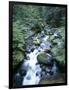 Strathcona Park, Vancouver Island, a Creek Flowing in the Rainforest-Christopher Talbot Frank-Framed Photographic Print